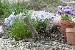 Schnittlauch und Hornveilchen im Biogarten