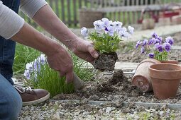 Schnittlauch und Hornveilchen im Biogarten