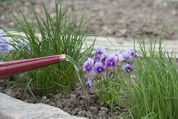 Chives and horned violets in the organic garden