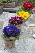 Mixed Primula acaulis (spring primroses) in a row on the table