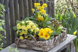 Basket tray with primroses: Primula Belarina 'Buttercup Yellow' (Stuffed Primrose)