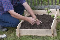 Growing potatoes in potato crate