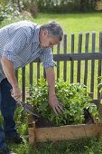 Growing potatoes in potato crate