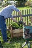 Growing potatoes in potato crate