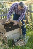 Growing potatoes in potato crate