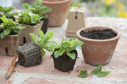 Propagating Sedum with leaf cuttings