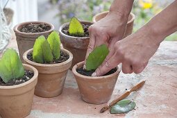 Propagate Sedum with leaf cuttings