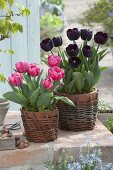 Tulipa 'Paul Scherer' black-red, 'Carola' red-pink (tulips) in clay pots