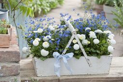 Myosotis 'Myomark' (Forget-me-not) and Bellis perennis 'Tasso White'.