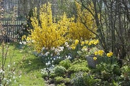 Spring border with Forsythia 'Lynwood', Narcissus