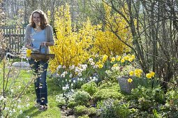Spring border with Forsythia 'Lynwood' (Goldflower), Narcissus