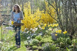 Frühlingsbeet mit Forsythia 'Lynwood' (Goldgloeckchen), Narcissus