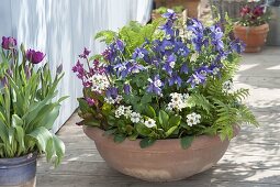 Terracotta bowl with Aquilegia 'Spring Magic', 'Navy White' (columbine), Bergenia