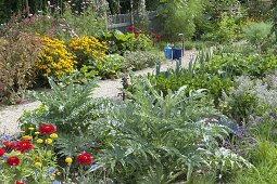 Vegetable garden with Rudbeckia 'Goldsturm' (coneflower), artichokes