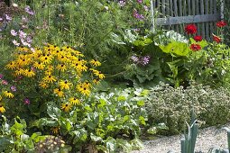 Rudbeckia fulgida 'Goldsturm' (Sonnenhut), Rote Bete (Beta vulgaris)