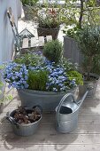 Zinc tub with forget-me-not and herbs