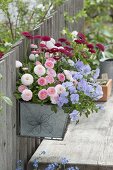 Tin box with spring flowers on fence: Bellis Tasso 'Strawberry and Cream'