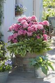 Rhododendron 'Milano' (alpine rose), Hosta 'Wide Brim' 'Blue Angel' (hostas)