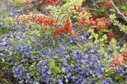 Veronica peduncularis 'Big Blue' (Veronica) und Chaenomeles japonica