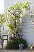 Wisteria floribunda 'Alba' (Weisser Blauregen) unterpflanzt mit Erysimum