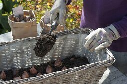 Wicker box planted with flower bulbs in layers