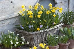 Plant basket with flower bulbs in layers