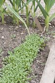 Sowing cress in the vegetable garden