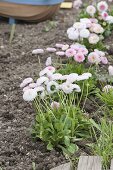 Plant border with daisy as bed edging