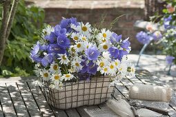 Kleine blau-weiße Sträuße aus Campanula persicifolia (Glockenblumen)