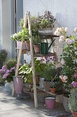 Wooden ladder with boards as flower stairs