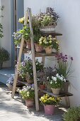 Wooden ladder with boards as flower stairs