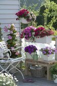 Petunien-Balkon in pink