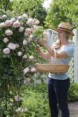 Woman cutting flowers of Rosa 'Pierre de Ronsard' Syn. 'Eden 85'.