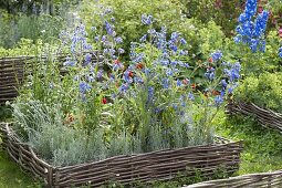 Anchusa Azurea 'Loddon Royalist' (Ox tongue), Santolina