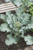 Brokkoli, Brokkoli (Brassica oleracea var silvestris) im Beet