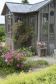 Rose Taunusbluemchen am Teehaus