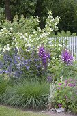 Beet mit Philadelphus 'Belle Etoile' (Pfeiffenstrauch, Bauernjasmin), Campanul