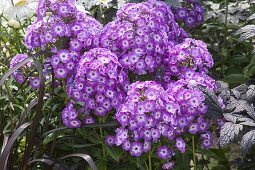 Phlox paniculata 'Purple Eye Flame' (flame flower)