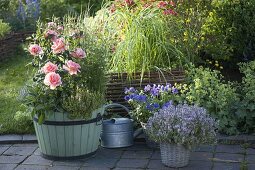 Rosa 'Sunset Boulevard' (Floribunda Rose), Lemon Thyme 'Golden King'