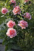 Rosa 'Sunset Boulevard' (Floribundarose), Zitronenthymian 'Golden King'