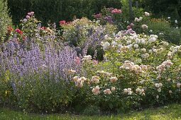 Rosa 'Bordure Nacreè', low bedding rose, small-flowered, repeat-flowering, no fragrance