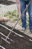 Vegetable sowing with seed band