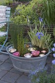 Zinc tub with marsh plants as mini pond