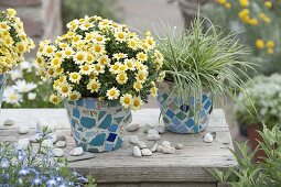 Argyranthemum frutescens 'Sassy Compact Yellow' (Gelbe Margerite)