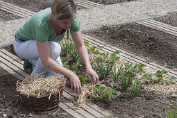 Planting mixed culture bed with strawberries and onions