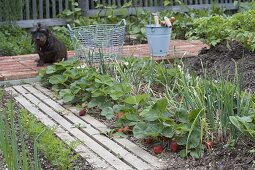 Plant mixed culture bed with strawberries and onions