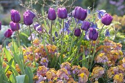 Frühlingsbeet mit Tulipa 'Negrita' (Tulpen) und Erysimum Poem 'Mandarine'