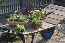 Swiss cart with plants on an empty bed