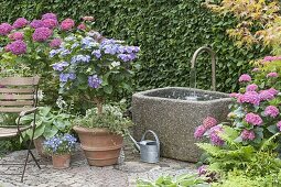 Halbschatten-Terrasse mit Hortensien und Brunnen