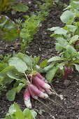 Harvesting 'French Breakfast' radishes in the organic garden